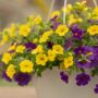 Calibrachoa – Cabaret Mix – 10″ Hanging Basket